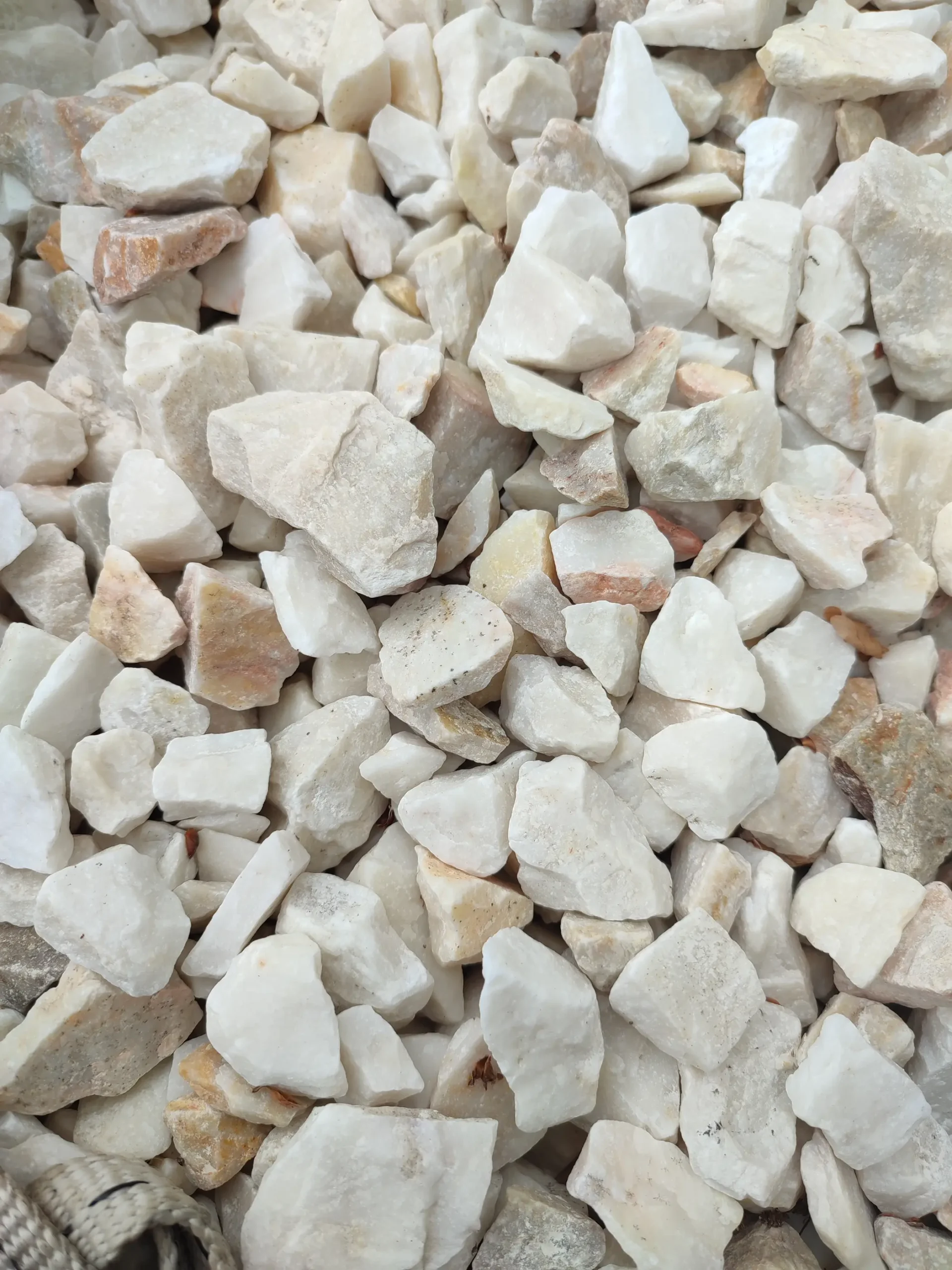 Grys biała marianna