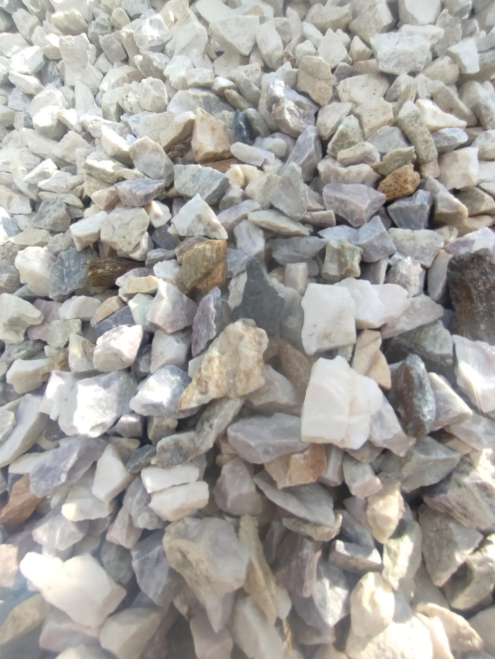 Grys biała marianna