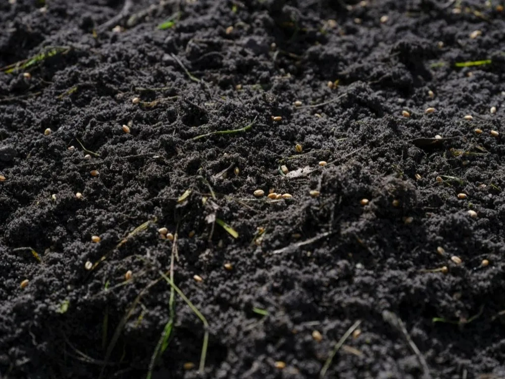 Na zbliżeniu drobnoziarnista Mączka bazaltowa rozproszona na ciemnym, kamienistym podłożu